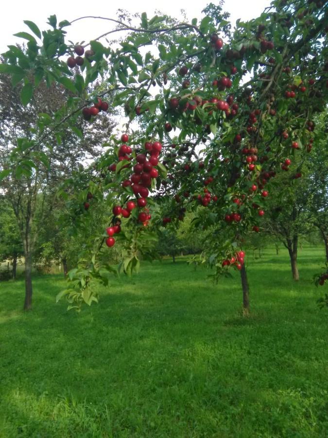 Отель Eco Familia Pojoga Экстерьер фото